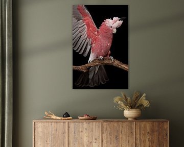 Roze kakatoe met vleugels omhoog van Elles Rijsdijk