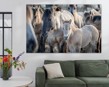 Konik foal in the herd in the winter sunshine by Heleen Schenk / Smeerjewegproducties