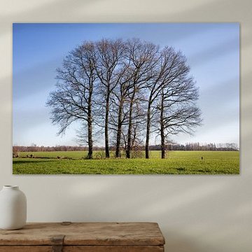 Six arbres dans un champ