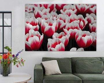 Holländische Tulpen in Coloursplash / Holländische Tulpen in Coloursplash von Joyce Derksen