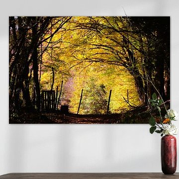 Autumn lights
