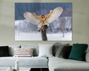 Barn owl approaching by Teresa Bauer