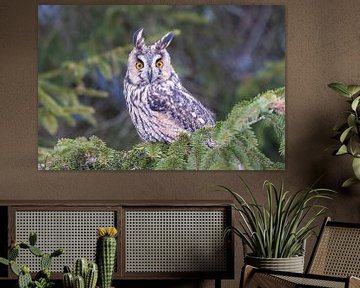Long-eared owl in the wind by Teresa Bauer