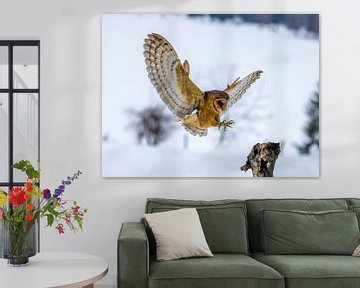 Barn Owl in Flight by Manuel Weiter