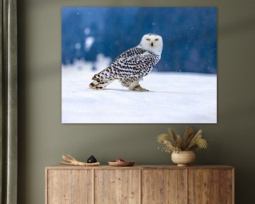 Winking Snow Owl by Manuel Weiter