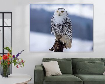 Hibou des neiges sur un tronc