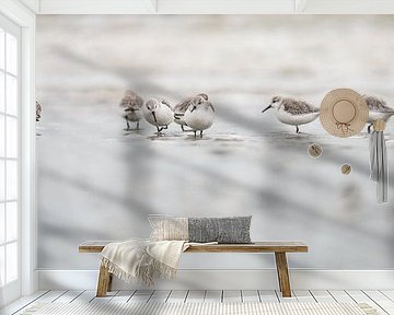 Kleine strandlopers foerageren langs de waterlijn