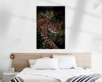 Jaguar on the move
