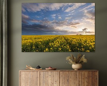A field of rapeseed in Oostwold by Ron Buist
