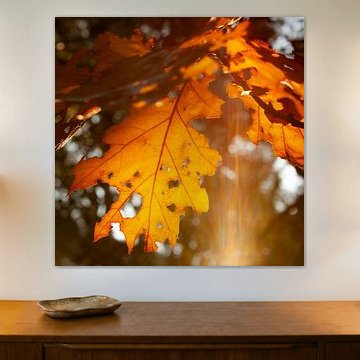 Oak leaf with sun flare