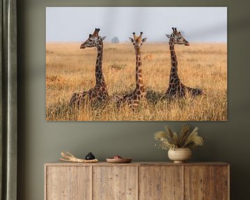 The three giraffes in Kidepo Uganda by Yvonne de Bondt