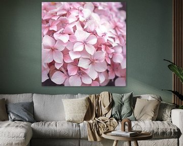 Pastel pink hydrangea in England art print - spring flowers nature photography and travel photograph by Christa Stroo photography