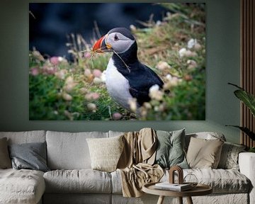 Puffin building a nest by Marjolein Fortuin
