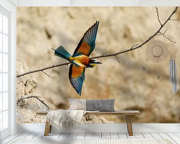 Bunte Bienenfresser