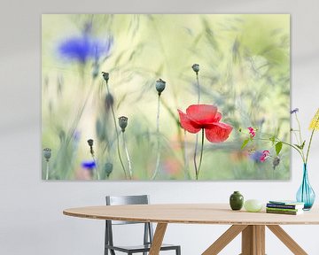 Poppy and cornflower by Teuni's Dreams of Reality