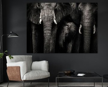 Elefanten schwarz und weiß