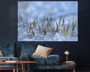Hair moss in ice blue hue - macro by Marianne van der Zee