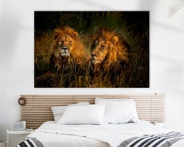 The lions of Leadwood, South Africa by Paula Romein