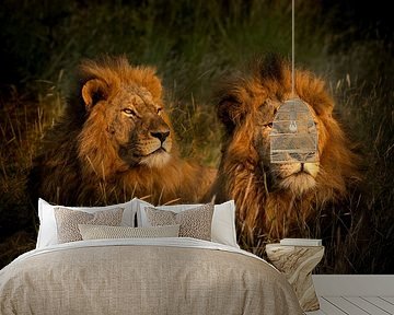 The lions of Leadwood, South Africa by Paula Romein