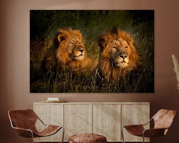 De leeuwen van Leadwood, Zuid-Afrika