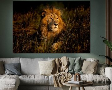 The lions of Leadwood, South Africa by Paula Romein