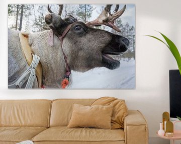 Laughing reindeer by Bart Muller