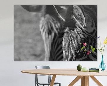 Zebra | fine-art | streifen | schwarz-weiß von Femke Ketelaar