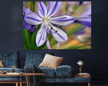 een blauwe Afrikaanse Juweellelie bloem van Werner Lehmann
