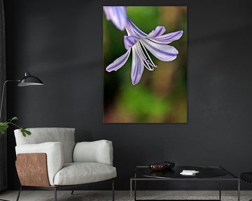 une fleur bleue de lys africain décoratif