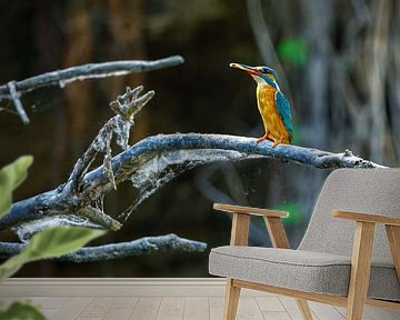 Der Eisvogel beim Fischfang