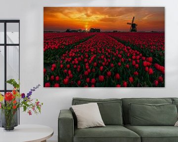 rode tulpen bij wipmolen van peterheinspictures