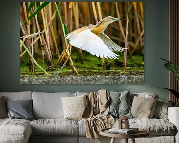 The Squacco Heron in the Danube Delta by Roland Brack