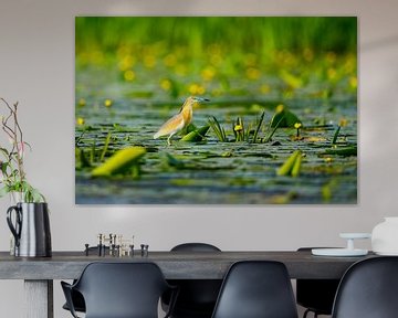 The Squacco Heron in the Danube Delta by Roland Brack