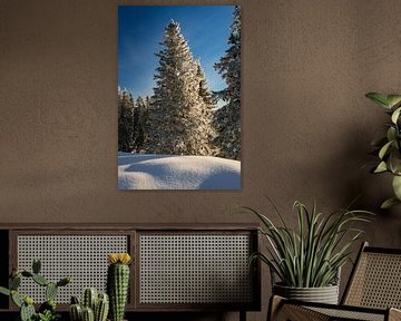 Conifeer in de winter bij zonsopgang met verse sneeuw en blauwe lucht van Daniel Pahmeier