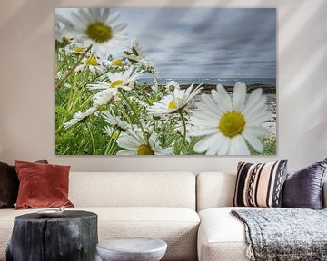 Wild chamomile at the beach by Mischa Corsius