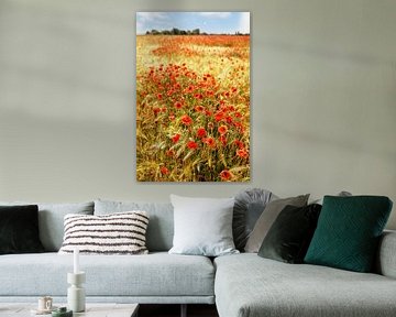 Poppies in the barley field by Ralf Lehmann