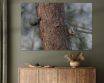 Great tit and nuthatch and one tree by Huub de Bresser