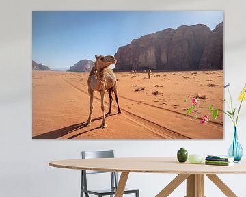 Wild camel in the desert. by Floyd Angenent