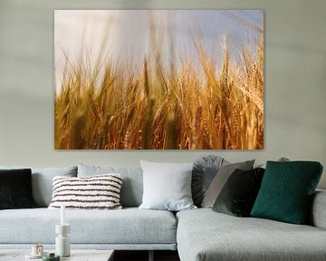 Golden grains in a field by Percy's fotografie