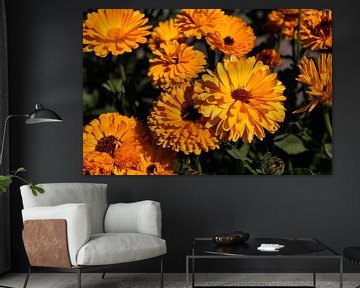 Marigolds in a field by Percy's fotografie