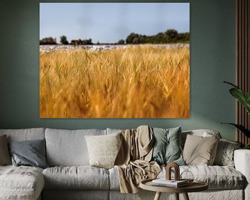 Cereals in the evening light by Percy's fotografie