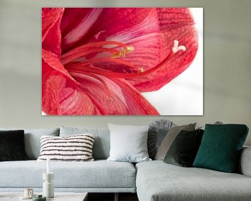 amaryllis sur voorDEfoto