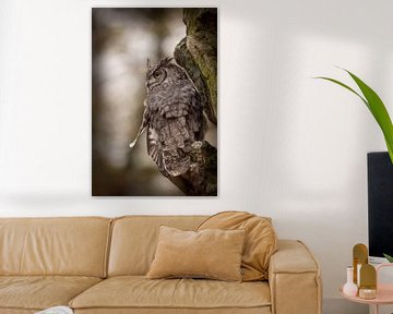 Owl on a tree looks back by KB Design & Photography (Karen Brouwer)