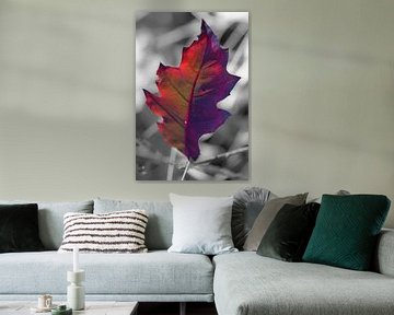 Purple red leaf with grain against black and white background | Nature photography, Abstract by Merlijn Arina Photography
