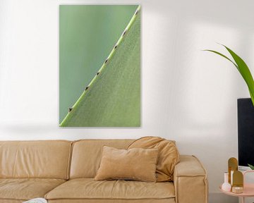 Agave blad groen | Abstracte close-up foto diagonaal