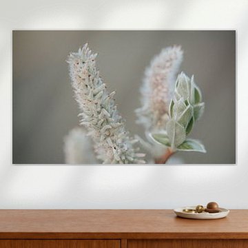 Another grey willow by Melissa Peltenburg