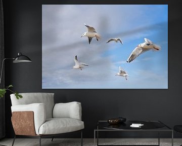 Laughing Gulls in the Sky over the Baltic Sea by Heiko Kueverling