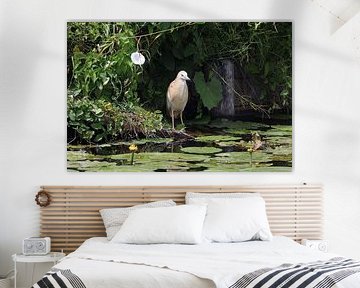 De Ralreiger loerend op een visje.