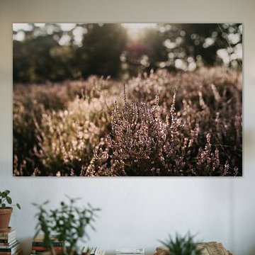 Ein Morgen in der Purpurheide