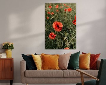 Poppy field in summer by Elke Verbruggen